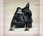 Small #2 French Bulldog