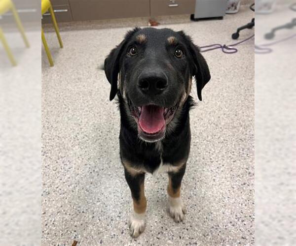 Medium Photo #1 Shollie Puppy For Sale in Brighton, CO, USA