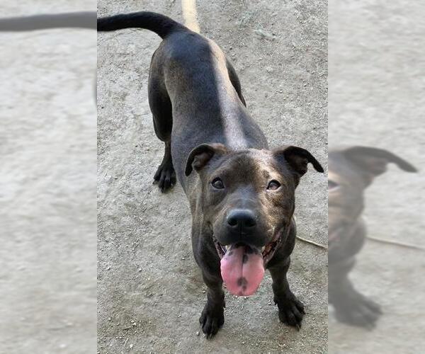 Medium Photo #2 Labrador Retriever-Unknown Mix Puppy For Sale in Riverside, CA, USA