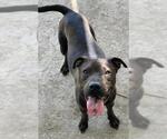 Small #1 Labrador Retriever Mix