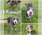 Small American Staffordshire Terrier Mix