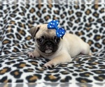 Small Photo #7 Pug Puppy For Sale in LAKELAND, FL, USA