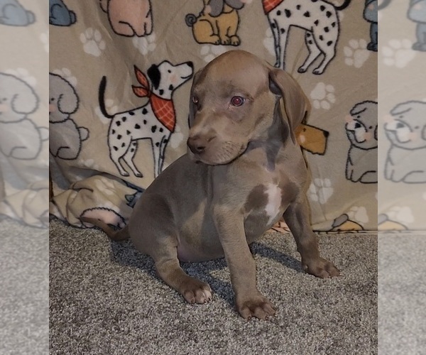 Medium Photo #6 Great Dane Puppy For Sale in DENHAM SPRINGS, LA, USA
