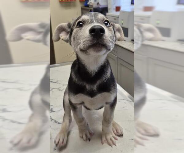 Medium Photo #1 German Shepherd Dog-Unknown Mix Puppy For Sale in Lodi, CA, USA