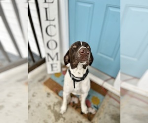 German Shorthaired Pointer Puppy for sale in CARTHAGE, TN, USA