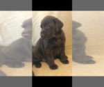 Small Photo #2 Labrador Retriever Puppy For Sale in CHARLOTTE, NC, USA