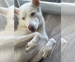 Small #4 Siberian Husky Mix