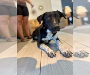 Kassidy - Female Borador Dog for Adoption - Photo #2