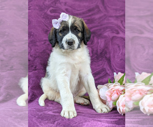 Saint Berdoodle Puppy for sale in PEACH BOTTOM, PA, USA