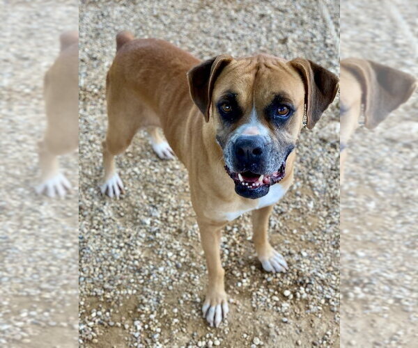 Medium Photo #3 Boxer Puppy For Sale in Austin, TX, USA