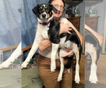 Small Photo #7 Border Collie-Unknown Mix Puppy For Sale in Oakhurst, NJ, USA