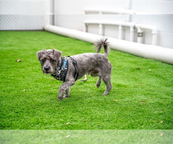 Medium Photo #6 Mutt Puppy For Sale in Mundelein, IL, USA