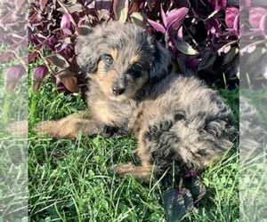 Aussiedoodle Dog for Adoption in UPTON, Kentucky USA