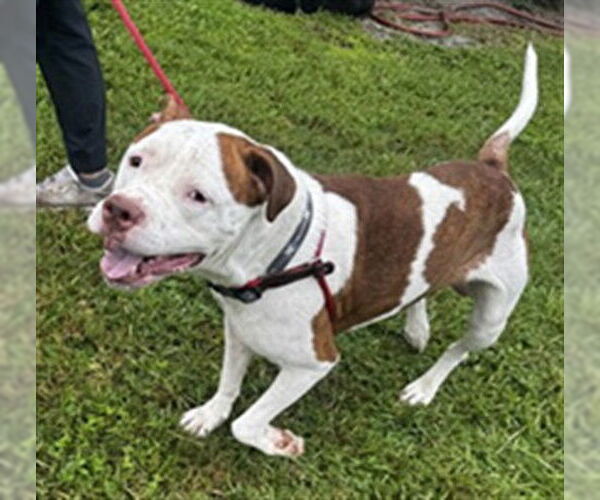 Medium Photo #1 Mutt Puppy For Sale in St. Cloud, FL, USA