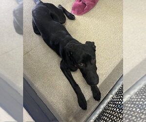 Labrador Retriever-Unknown Mix Dogs for adoption in Sterling, MA, USA