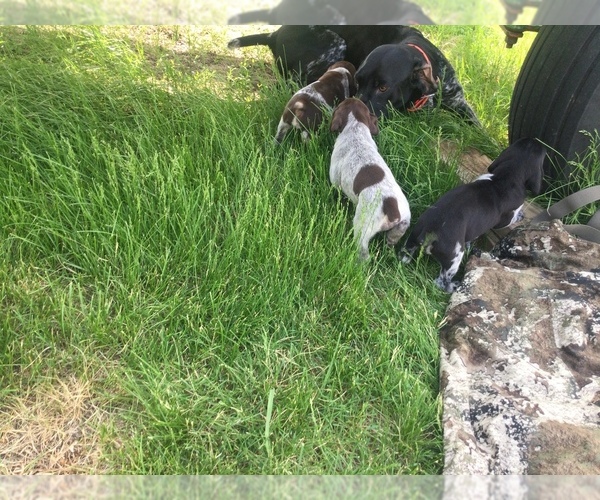 Medium Photo #1 German Shorthaired Pointer Puppy For Sale in ROCKWELL CITY, IA, USA