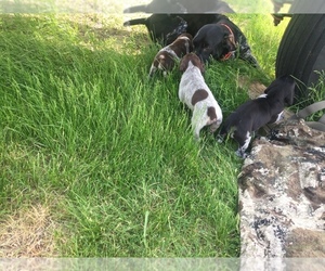 German Shorthaired Pointer Puppy for Sale in ROCKWELL CITY, Iowa USA