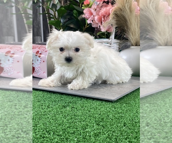 Medium Photo #4 Maltese Puppy For Sale in CANOGA, NY, USA