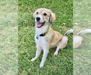 Spaniel-Unknown Mix Dogs for adoption in Newport Beach, CA, USA