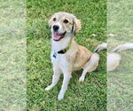 Small #2 Spaniel Mix