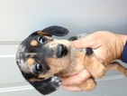 Small Photo #1 Dachshund Puppy For Sale in JAMESTOWN, KY, USA