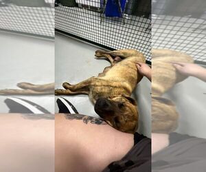 Mastiff-Unknown Mix Dogs for adoption in Calgary, Alberta, Canada