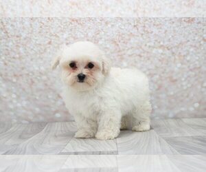Maltipoo Puppy for sale in MARIETTA, GA, USA
