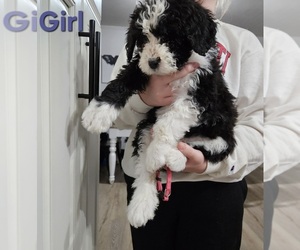 Bernedoodle-Poodle (Standard) Mix Puppy for sale in TROY, OH, USA