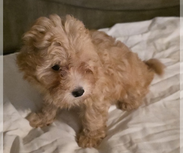 Medium Photo #2 Poodle (Toy) Puppy For Sale in PLANT CITY, FL, USA