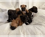 Image preview for Ad Listing. Nickname: Litter of 3