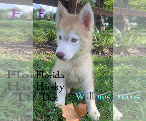 Siberian Husky Puppy for sale in NEW PORT RICHEY, FL, USA