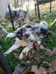 Small Photo #5 Aussiedoodle Puppy For Sale in DOWELLTOWN, TN, USA