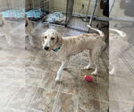 Small #1 Labrador Retriever