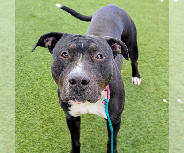 Medium Photo #1 Mutt Puppy For Sale in Las Vegas, NV, USA