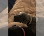 Puppy Norbert Cane Corso