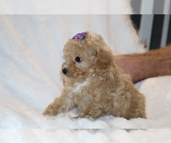 Medium Photo #25 Poodle (Toy) Puppy For Sale in DYERSBURG, TN, USA