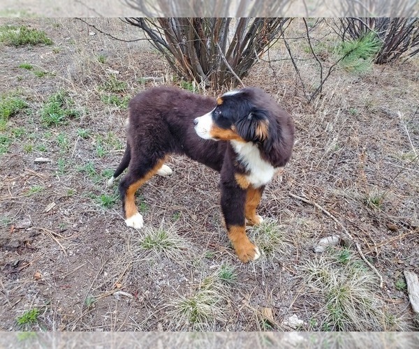 Medium Photo #4 Bernese Mountain Dog Puppy For Sale in BLACK FOREST, CO, USA