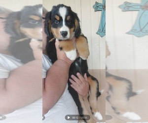 Bernese Mountain Dog Puppy for sale in MILLERTON, PA, USA