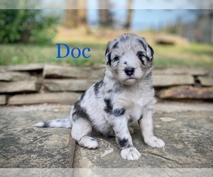 Aussiedoodle-Poodle (Miniature) Mix Puppy for sale in CONWAY, MO, USA