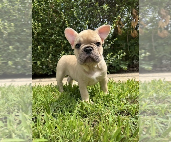 Medium Photo #23 French Bulldog Puppy For Sale in SAYREVILLE, NJ, USA