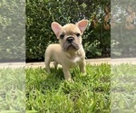 Small #3 French Bulldog
