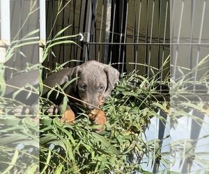 Doberman Pinscher Puppy for sale in RICHMOND, VA, USA