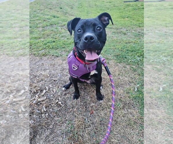 Medium Photo #3 Mutt Puppy For Sale in Mooresville, NC, USA