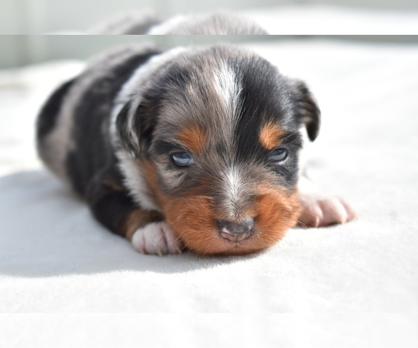 Medium Photo #6 Miniature Australian Shepherd Puppy For Sale in PALM COAST, FL, USA