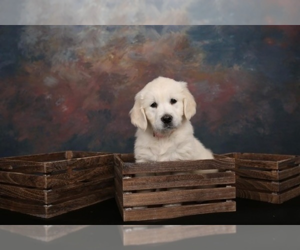 Medium Photo #30 English Cream Golden Retriever Puppy For Sale in ARCHBALD, PA, USA