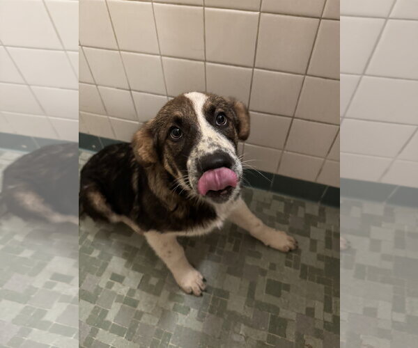 Medium Photo #3 Bernese Mountain Dog-Unknown Mix Puppy For Sale in Holly Springs, NC, USA