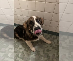 Ember - Female Bernese Mountain Dog-Unknown Mix Dog for Adoption - Photo #3