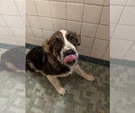 Small Photo #3 Bernese Mountain Dog-Unknown Mix Puppy For Sale in Holly Springs, NC, USA