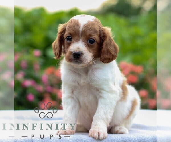 Medium Photo #4 Cavapoo Puppy For Sale in LEOLA, PA, USA
