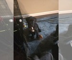 Small Photo #2 Cane Corso Puppy For Sale in INDIANAPOLIS, IN, USA